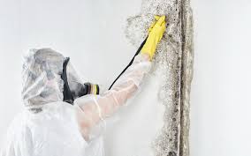 Why You Should Choose Our Mold Remediation Services in Presidio, TX